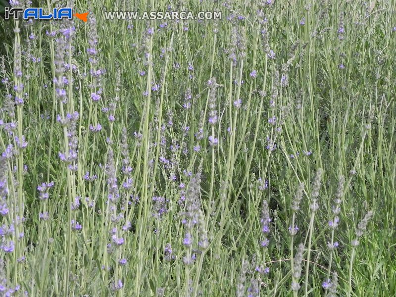 Lavanda