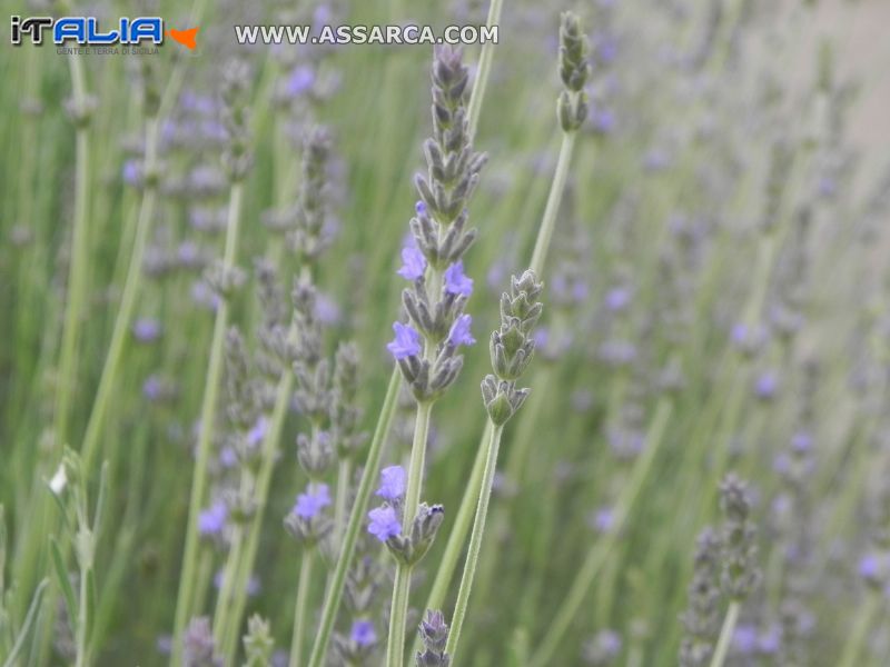 Lavanda