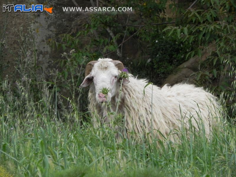 Montone al pascolo