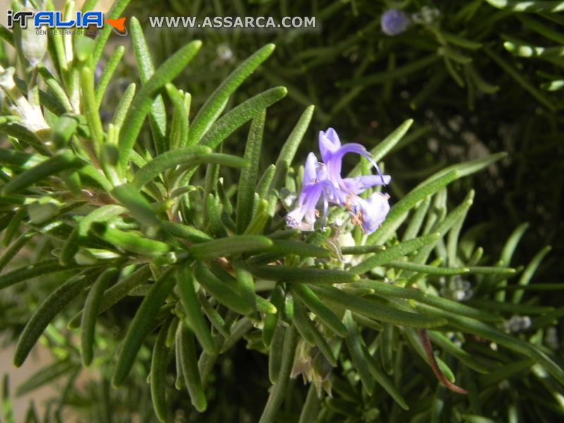 Fiore di rosmarino