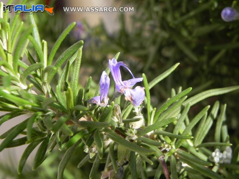 Fiore di rosmarino