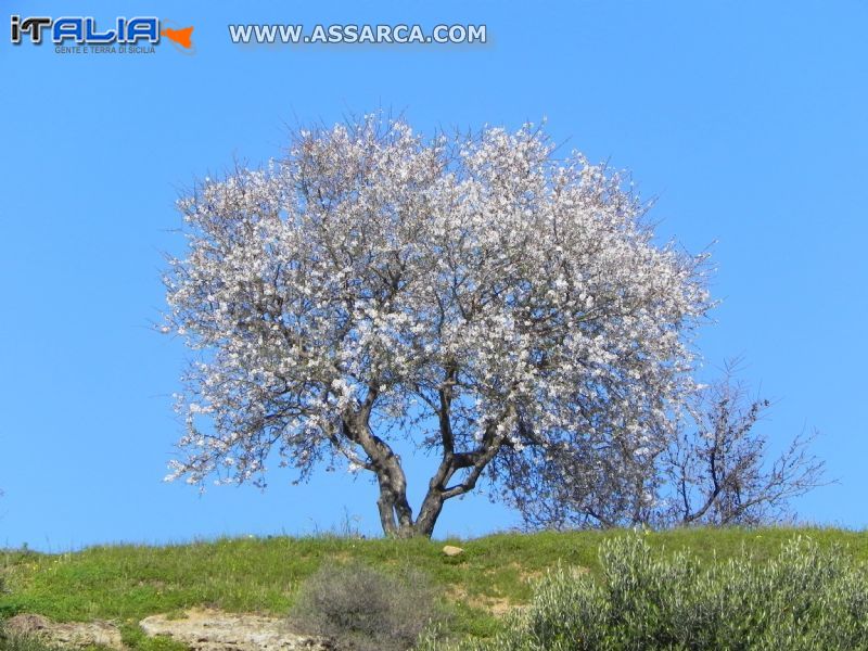 Mandorlo in fiore