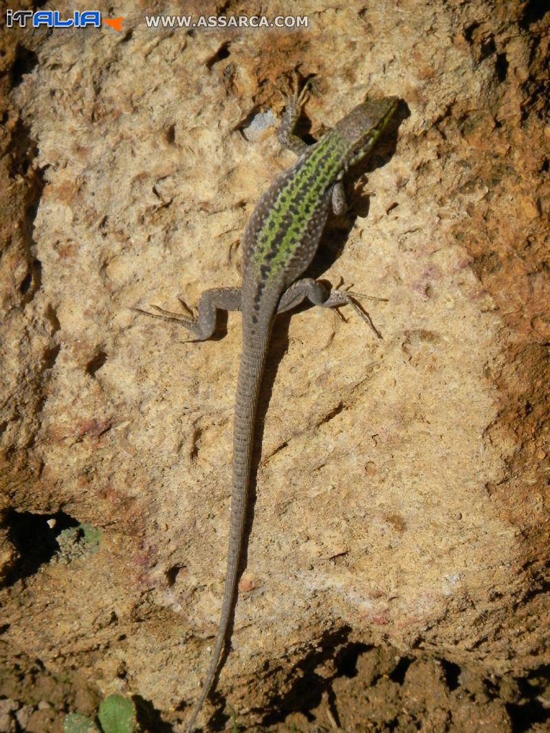 Lucertola Sicula