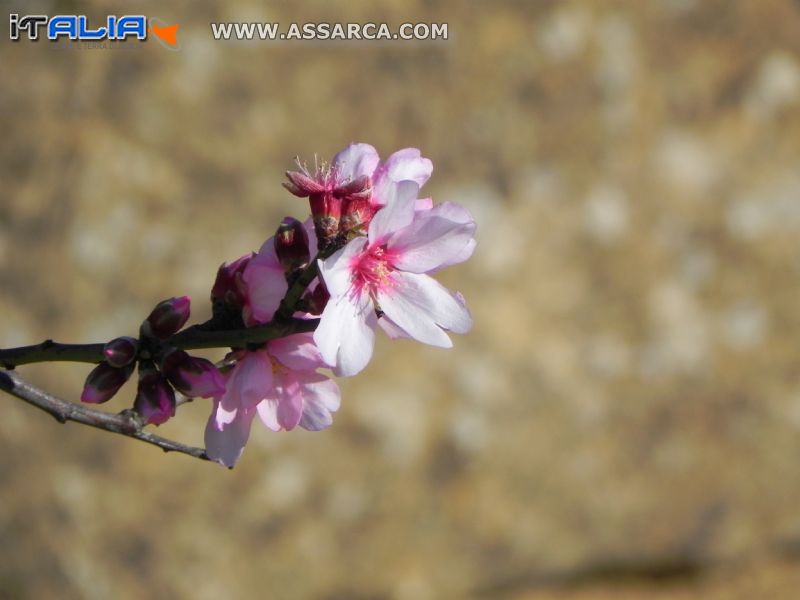 Fiore di mandorlo