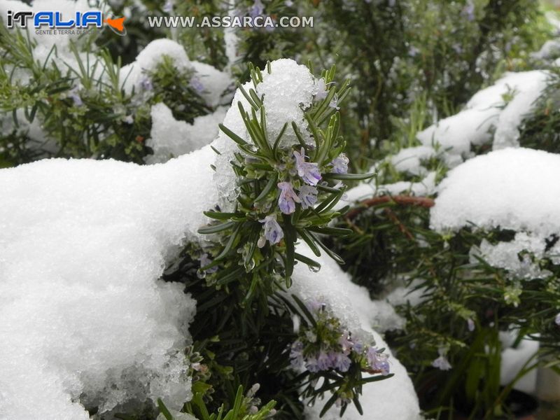 Rosmarino sotto la neve