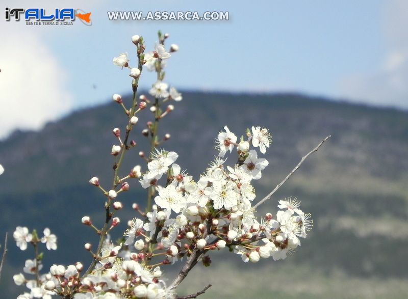 Ben arrivata primavera