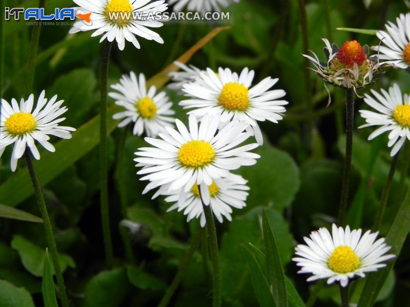 Fiori di primavera