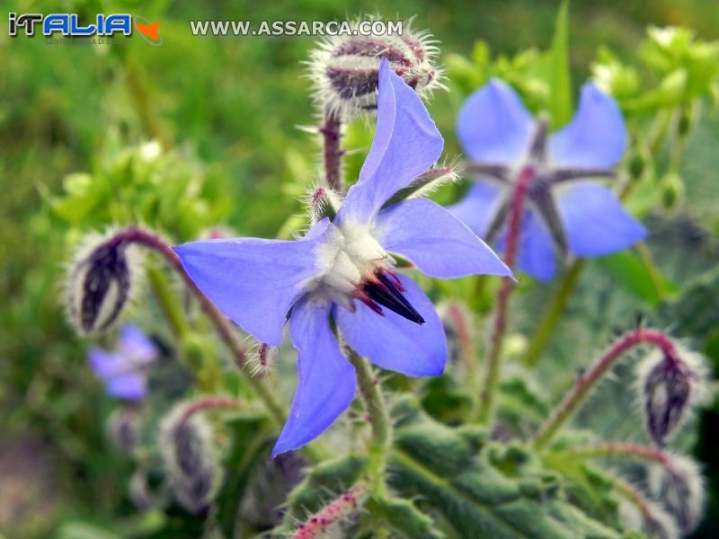 Fiori di primavera