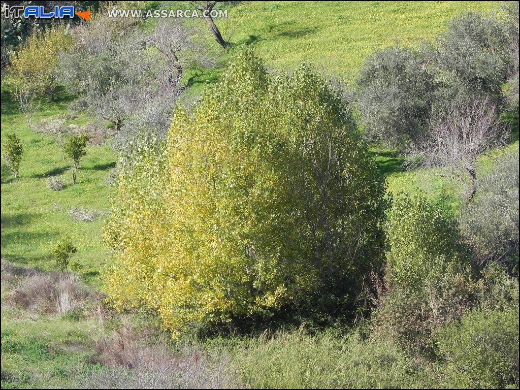 Vegetazione autunnale