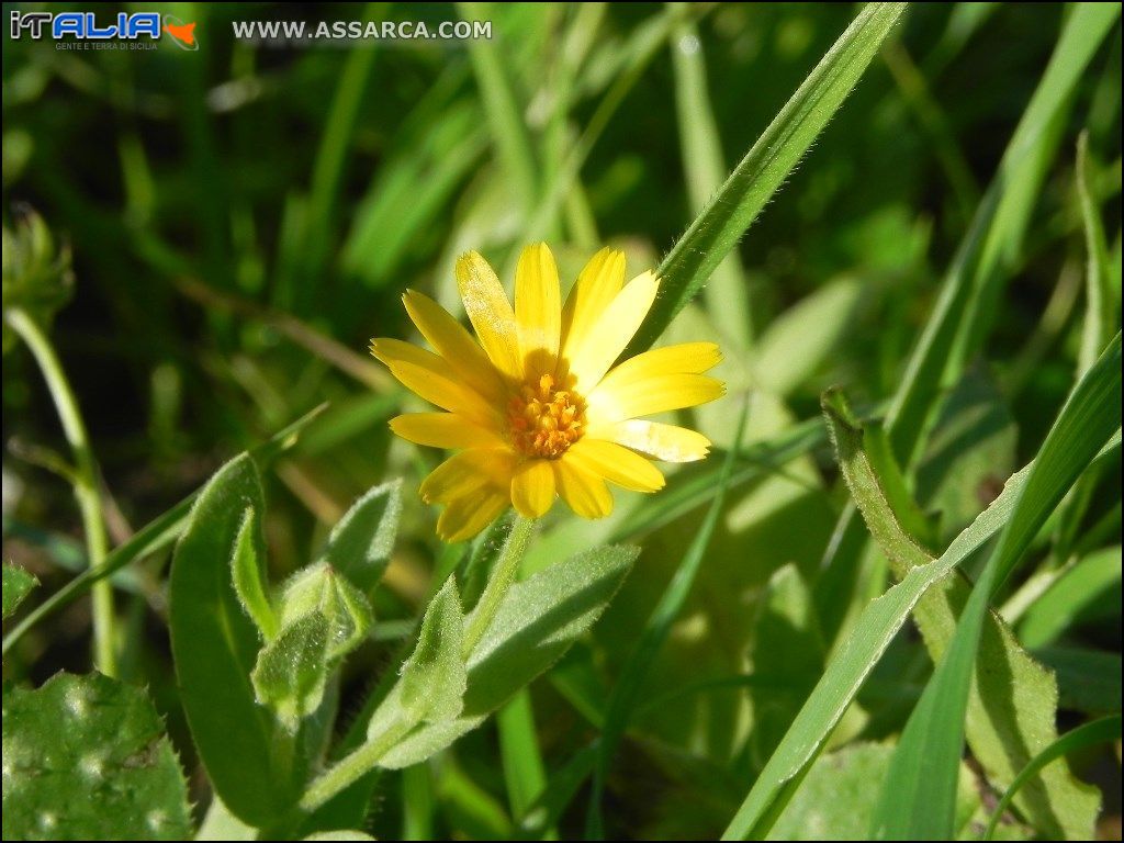 Fiore di campo