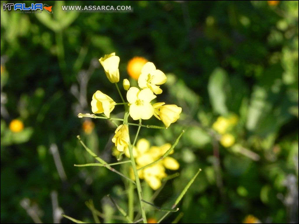 Fiore di campo