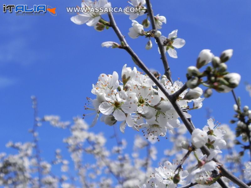 Fiore di biancospino