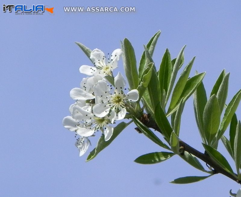 Fiori di primavera