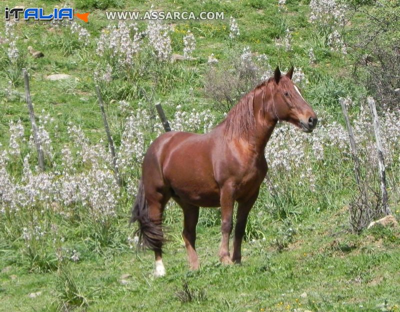 Cavallo al pascolo