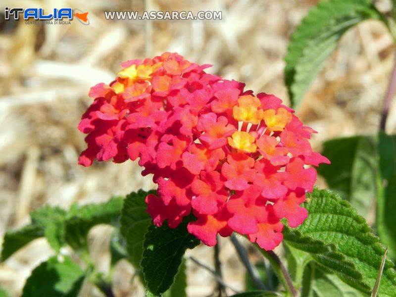 Fiori di luglio