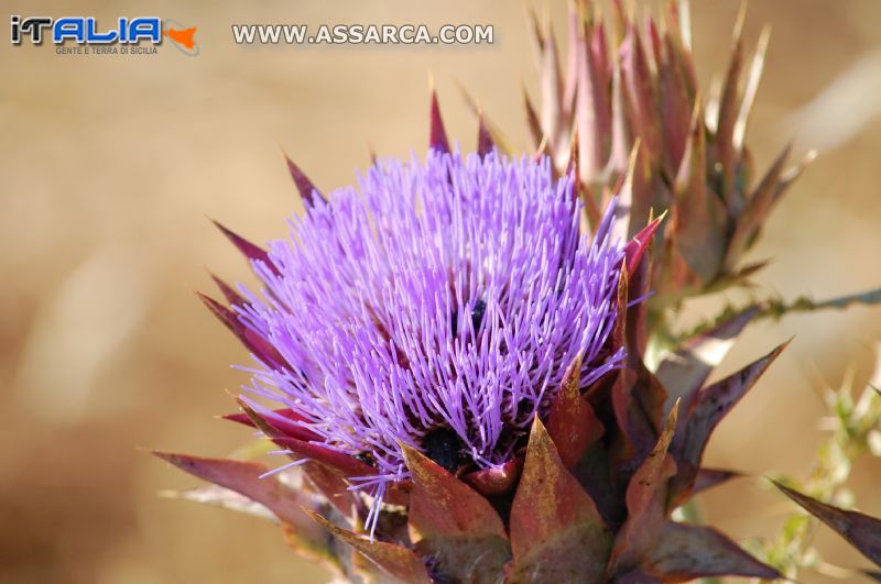 fiore di carciofo