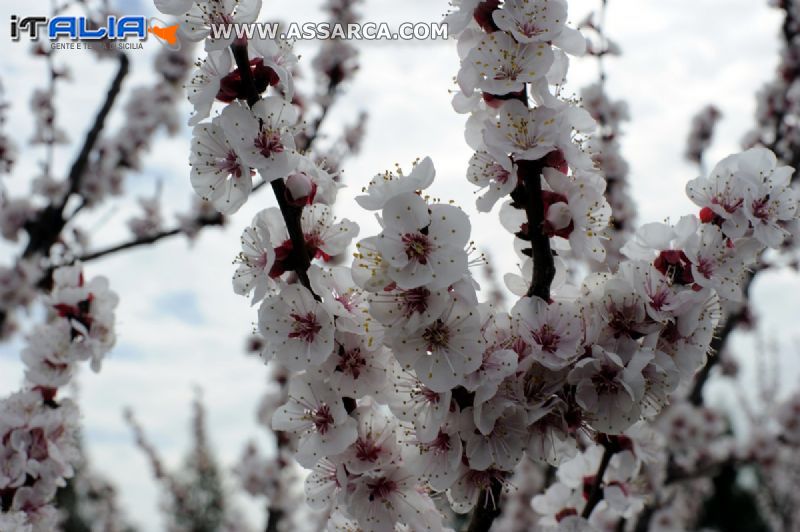 Mandorlo in fiore