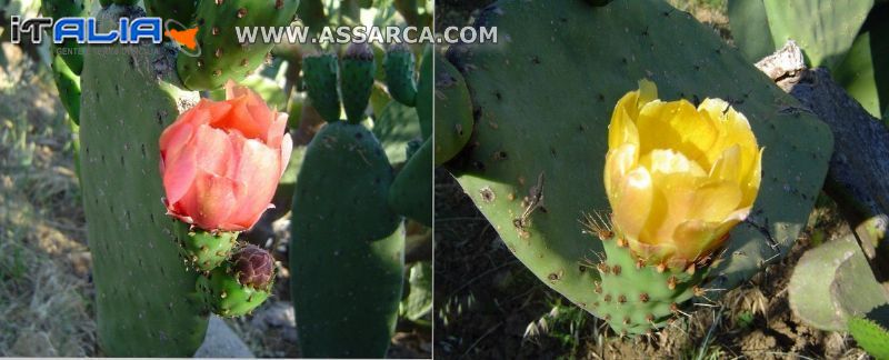 Fiori bicolori di ficodindia