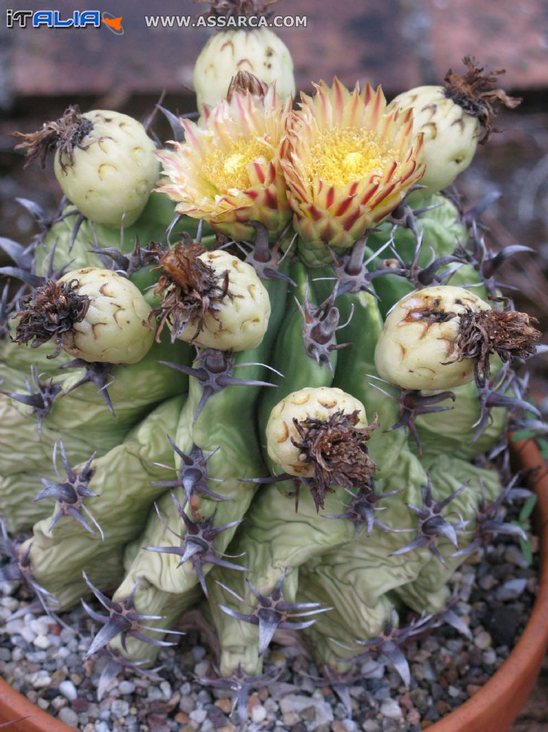 FEROCACTUS