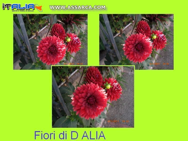 Fiori