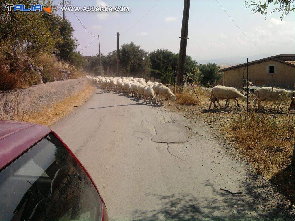 un gregge di pecore in fila per andare al pascolo... (belle!