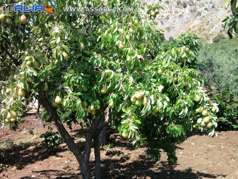 albero di pero coscia,la natura è insostituibile.