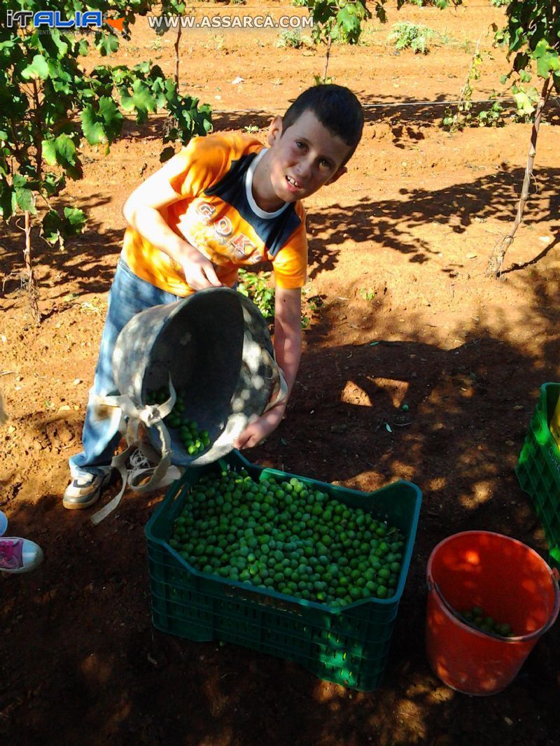 AZIENDA AGRICOLA   ( GIANGRECO)