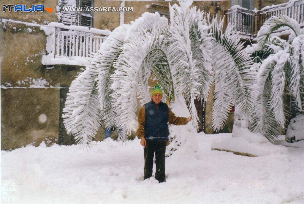 Le palme di Via Diaz  il 14 gennaio del 1995