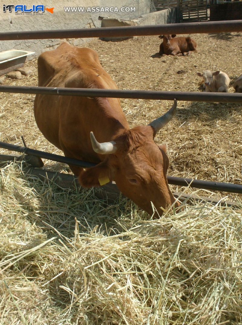 mucche nel recinto