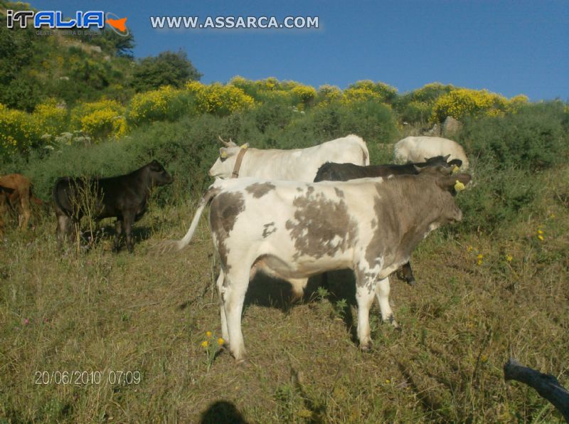 mucche al pascolo