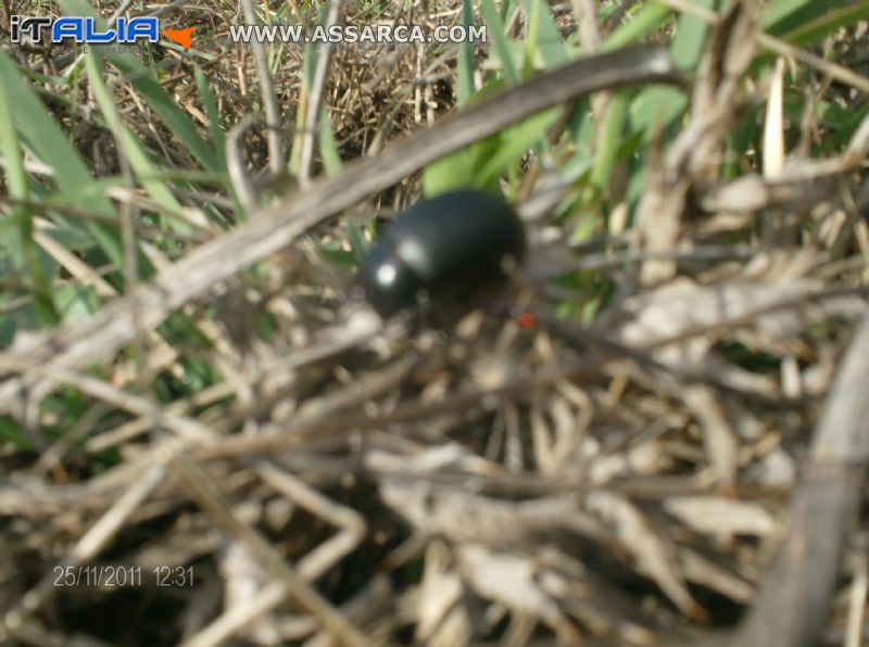 piccolo scarabeo
