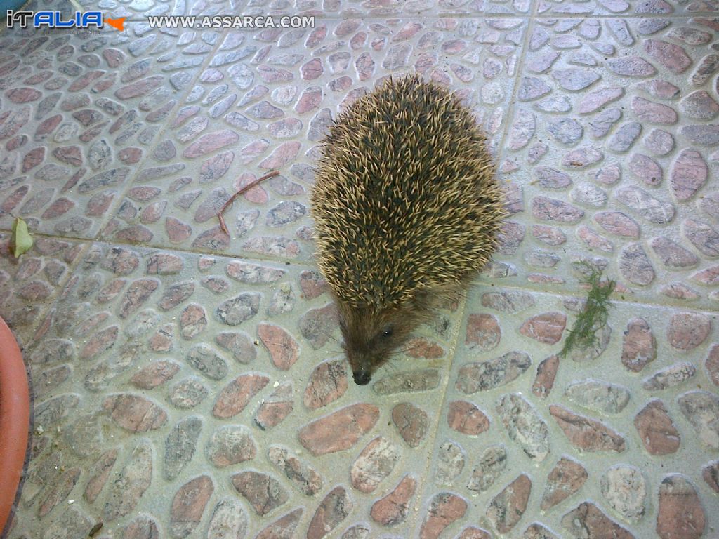 Pezzi di vita quotidiana in casa Vicari