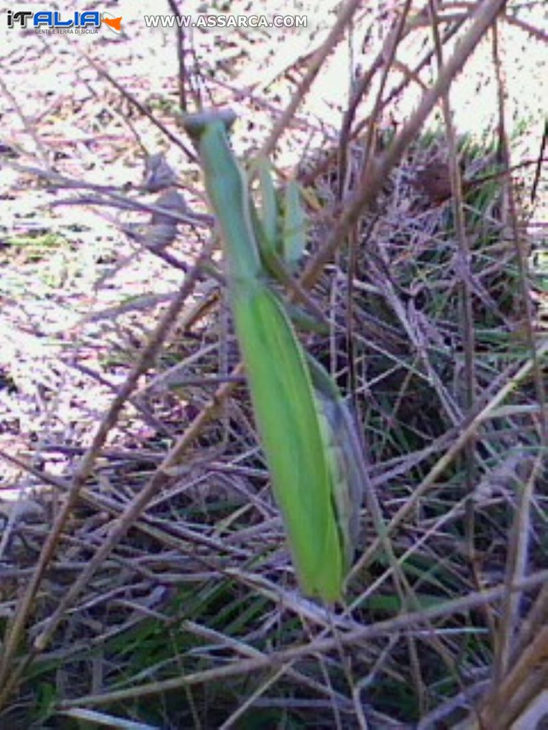 Mandide Religiosa al sole