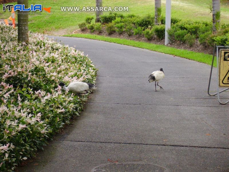 Australia   zoo