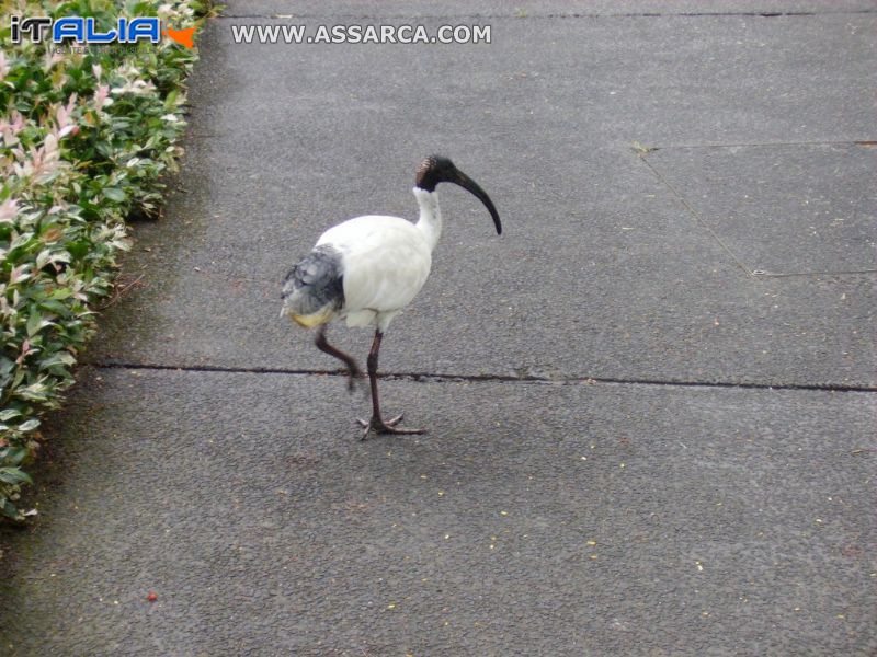 ALMA PARK ZOO AUSTRALIA