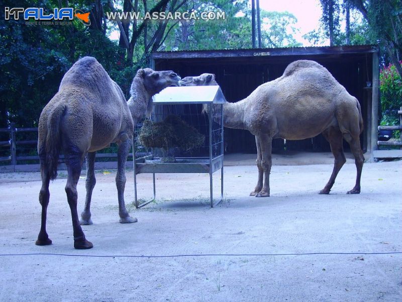 ALMA PARK ZOO AUSTRALIA