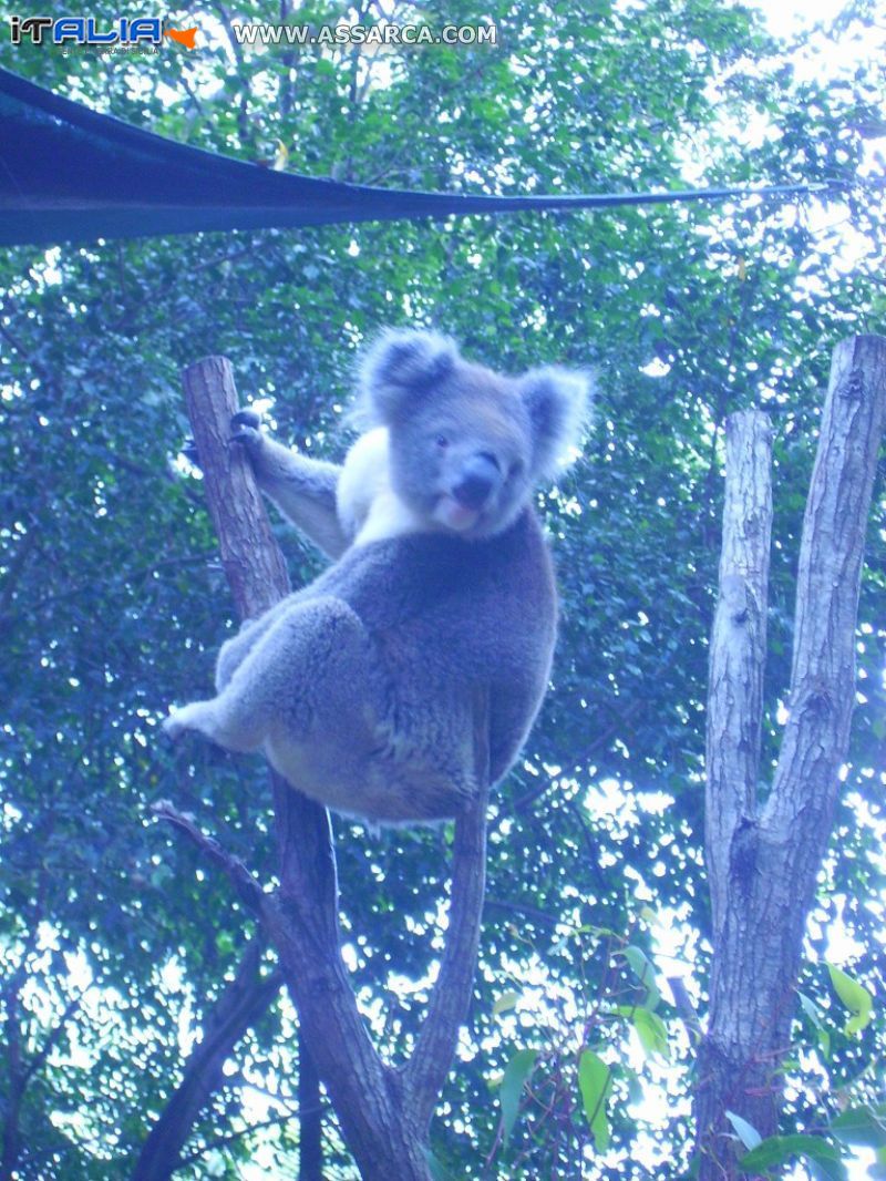 KOALA, ALMA PARK ZOO AUSTRALIA