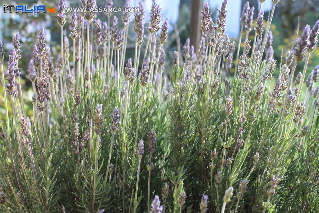 Lavanda Scozzese.