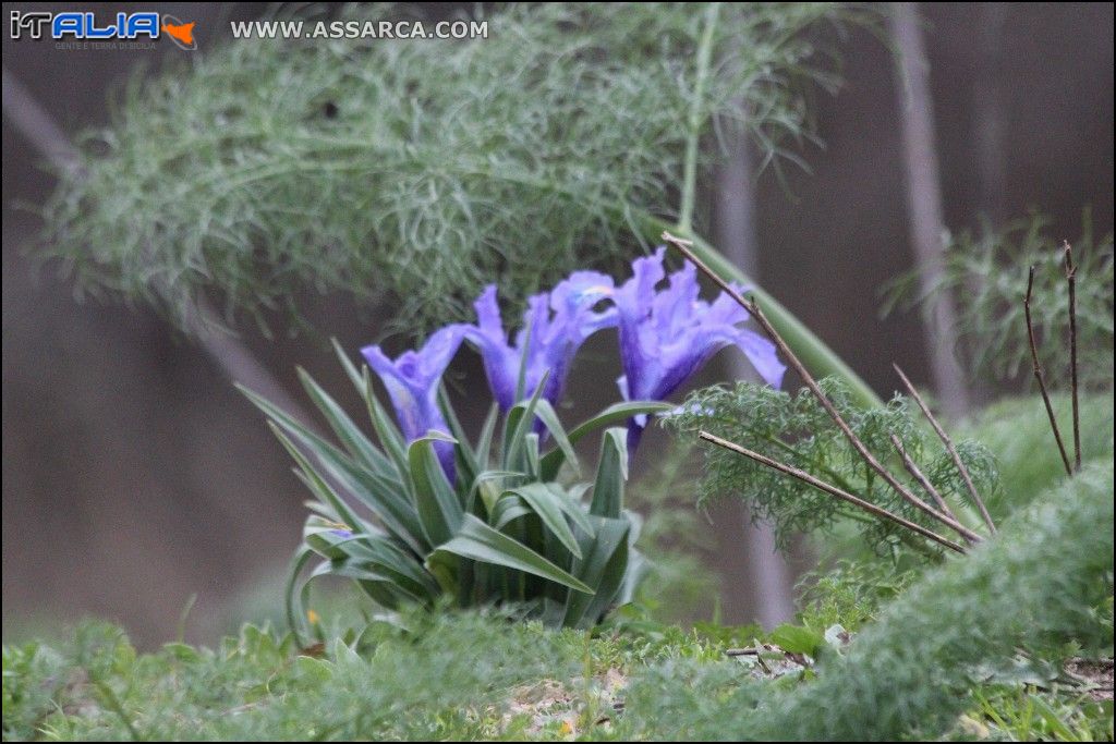 Anche in inverno i colori della natura