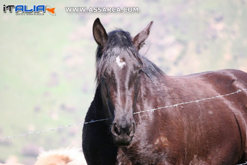 Un bellissimo cavallo