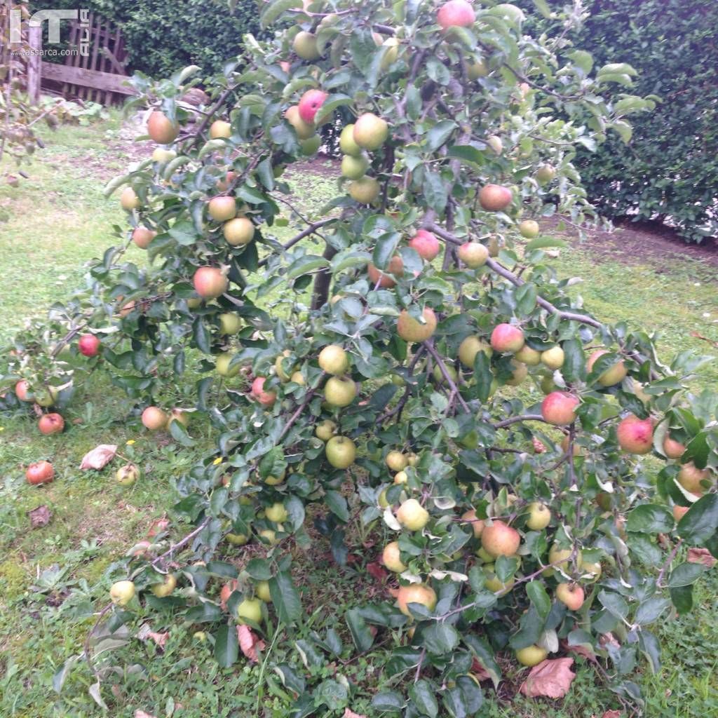 GIARDINO DI CASA