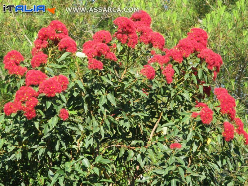 Cefalù- Eucaliptus in fiore