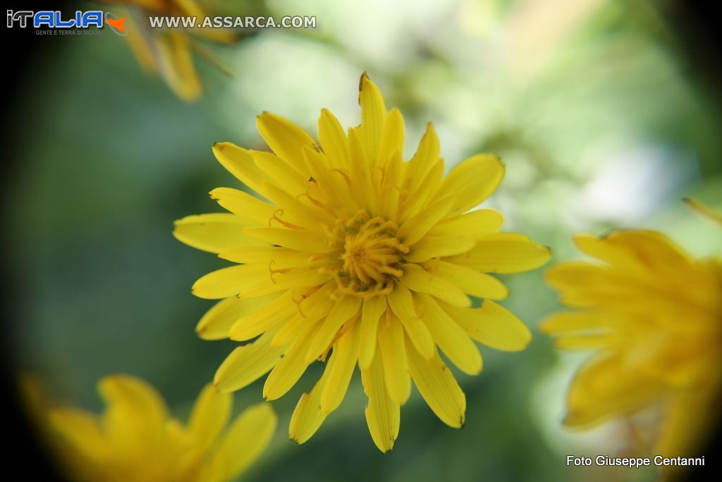 fiori di campo