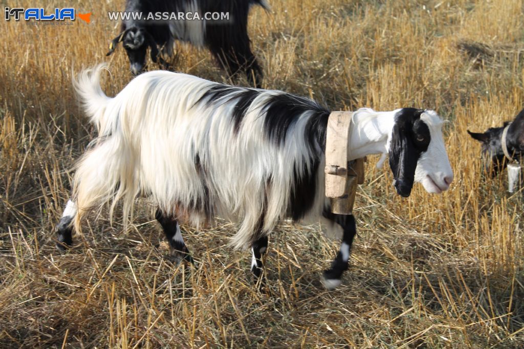 Capra bianconera