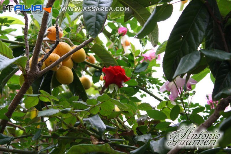 La rosa tra le nespole