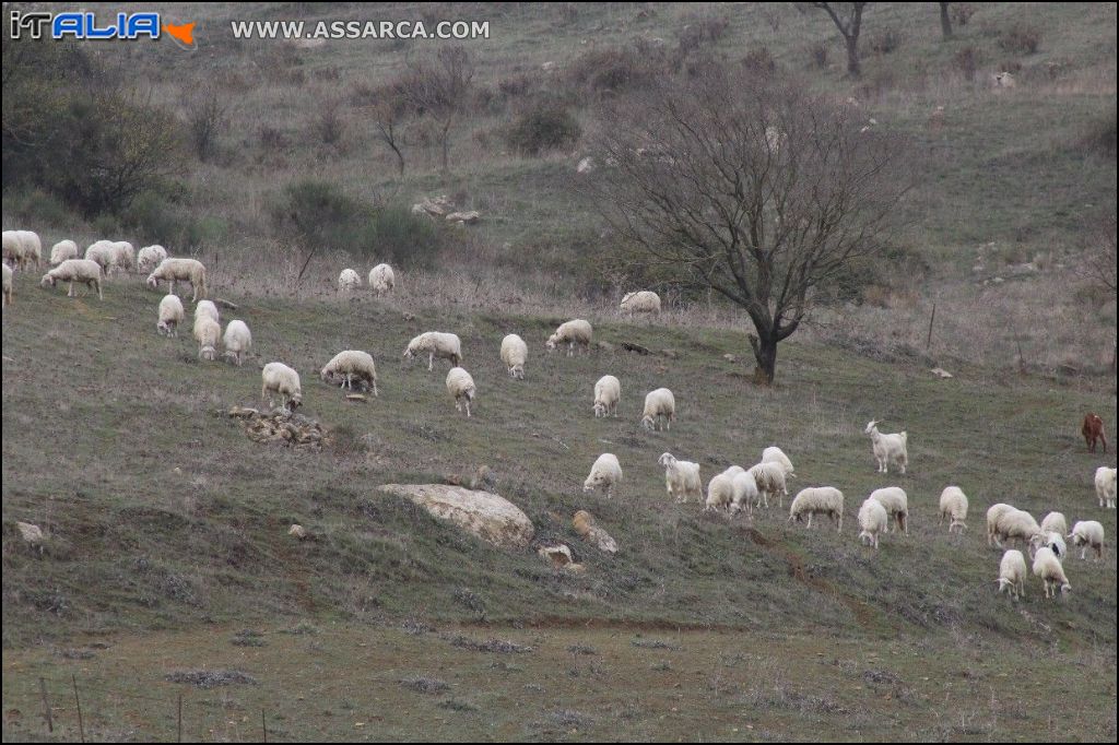 Pecore al pascolo