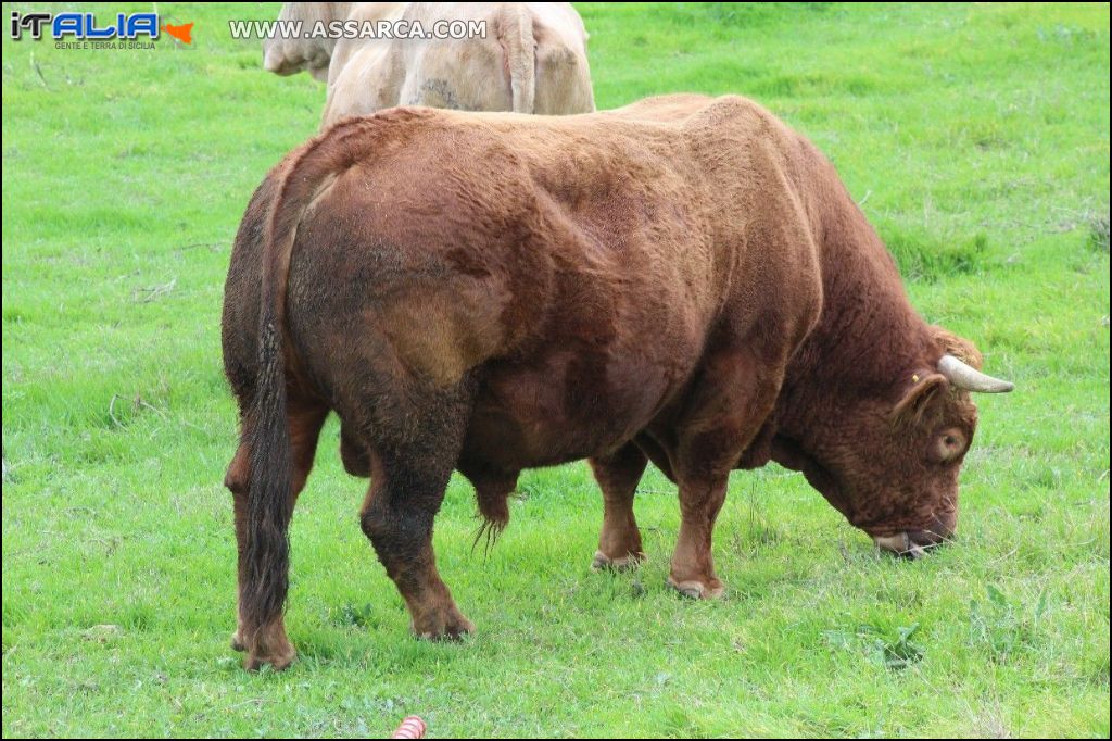 Toro al pascolo