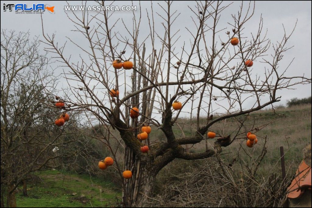 In autunno cadono le foglie...non i frutti!