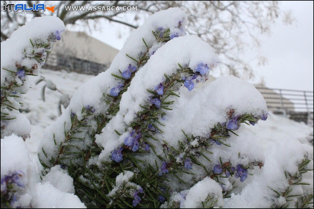 Rosmarino innevato