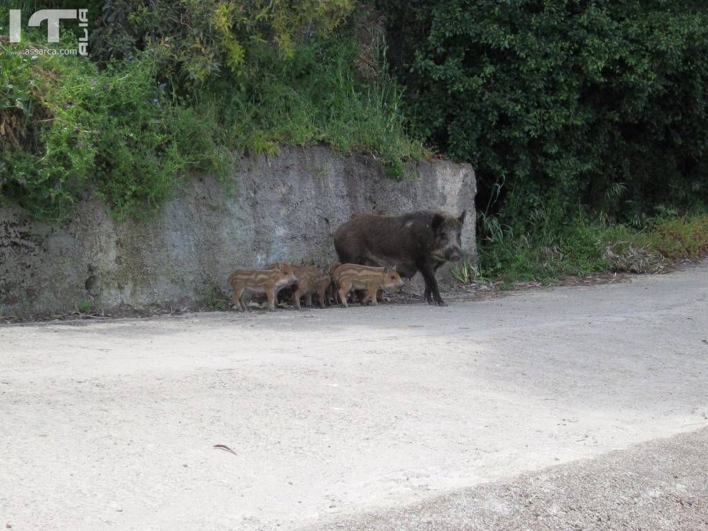 Cinghiale e famiglia